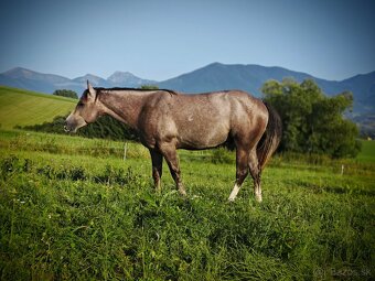 Pripuštanie American quarter horse - 2
