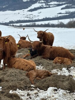 Predám kravy, jalovice telné. - 2