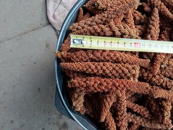 Proso senegalske - 2