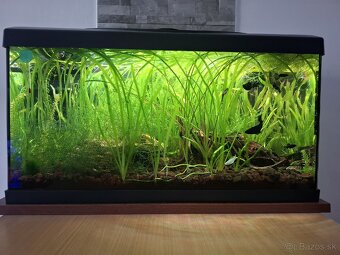 Akvárium 60L - 2