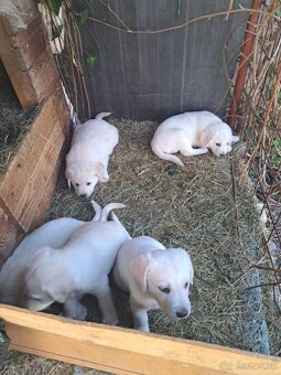 Šteniatka Labradora - 2
