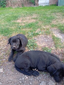 Cane corso z labradorom - 2