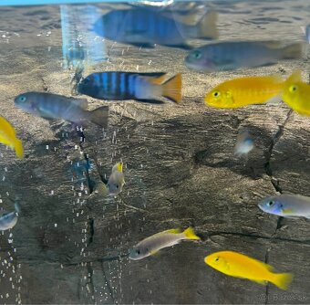 Pseudotropheus Mpanga - 2