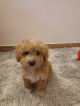 Toy Maltipoo - 2