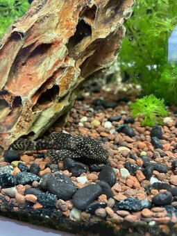 Predám Akvárium so skrinkou 150l - 2