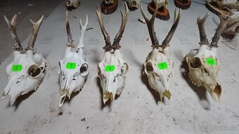 Trofeje - srnec, parožie - 2