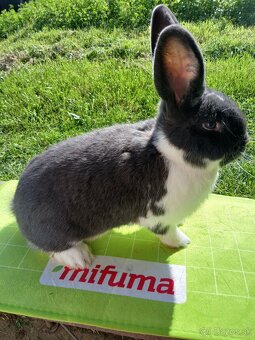 Meklenburský strakáč - 2