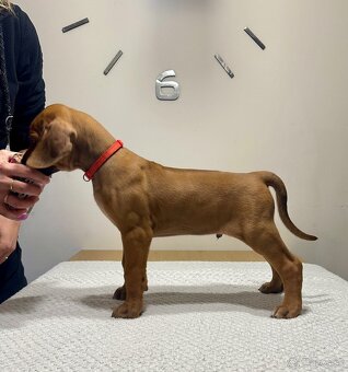 Rhodesian Ridgeback s preukazom pôvodu - 2