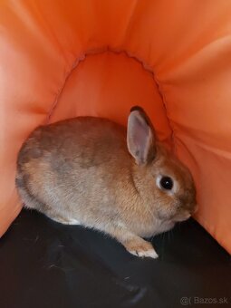 Dospelý zakrslý králik - 2