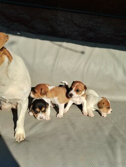 Jack russel terier - 2