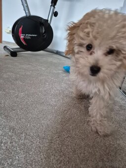 Predám Maltipoo - 2