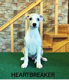 Whippet s PP - 2