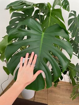 Monstera Deliciosa - 2