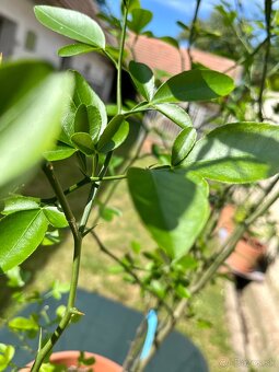 Na predaj: Citronovníkovec trojlistý – 5-ročný stromček 🌿 - 2