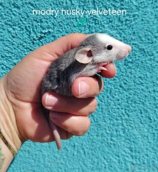 Dumbo potkaniky - 2