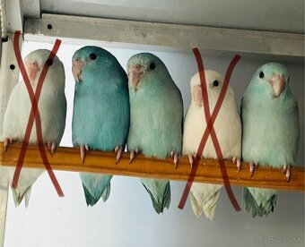 Forpus / Agapornis - 2