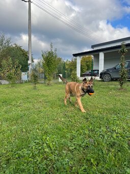 Belgický ovčiak x Nemecký ovčiak - 2