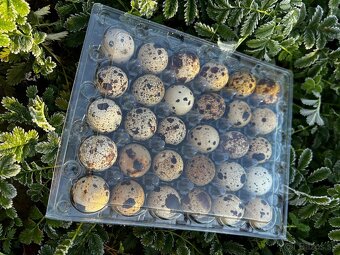 🟡 PREPELIČIE NÁSADOVÉ VAJÍČKA 🟡 - 2