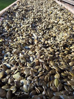 Tekvicové jadierka bezšupkové - 2