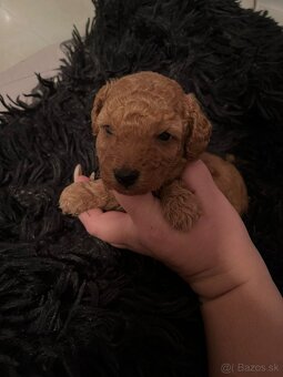 Pudel toy Red-psik - 2