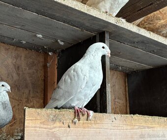 Poštové holuby štandard - 2