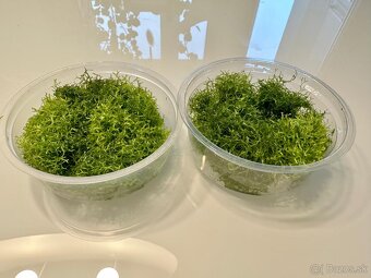 Riccia Fluitans akváriova rastlina - 2