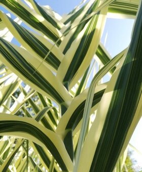 Okrasná pásikavá tráva Arundo Donax Variegata - 2