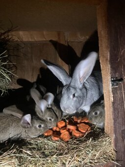 Zajace,kraliky,belgicky obor - 2