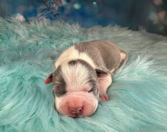 Americký Stafordšírský Teriér s PP - 2