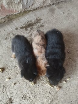 Šteniatka Border Kólia - 2