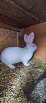 Predávam Samčeka hyla x belgický obor albín - 2