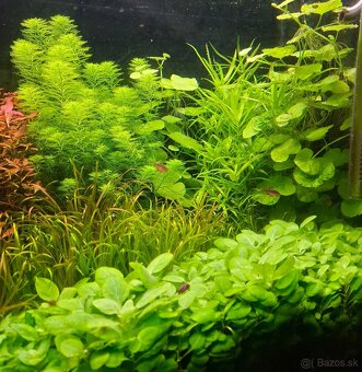 Akvarijné rastliny - 2