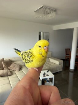 Andulka TCB Maznačik - 2