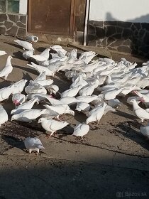 Biele poštové holuby - 2