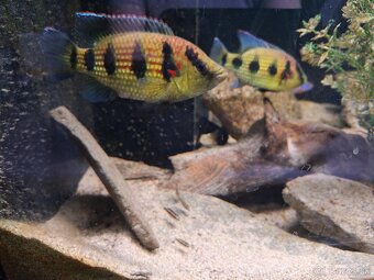 Predam Cichlidy Hemichromis elongatus Minna Niger - 2