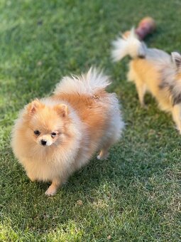 Pomeranian s PP - 2