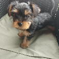Yorkshire terrier, yorkshirsky terier, york - 2