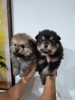 Špic typ pomeranian - 2