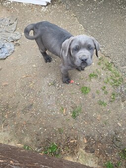 Cane Corso - 2