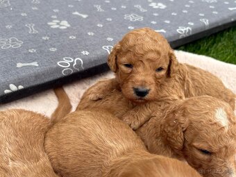 Goldendoodle - 2