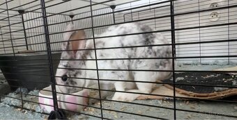 Darujem zajačika do dobrých rúk - 2