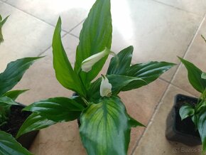 Lopatkovec biely 3mes rastlina 1ks/3,50€+posta - 2