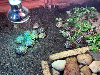 Suchozemska korytnacka - 2