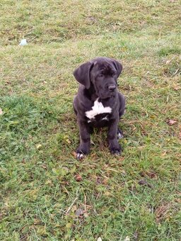Cane Corso šteniatka - 2
