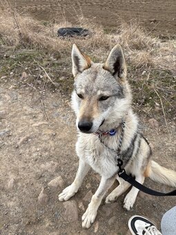 Predám fenku československého vlčiaka bez pp - 2