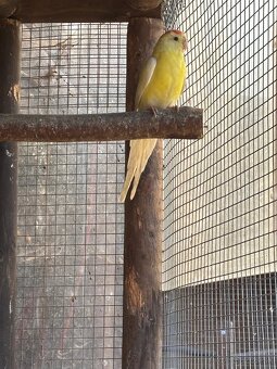 Papagáj spevavý - 2