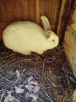 Predám zajace - 2