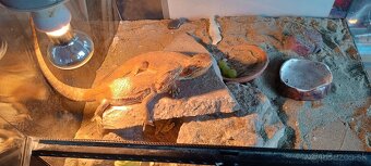 Agami s terariom - 2