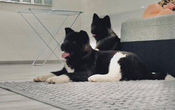 Šteniatka Americká Akita - 2