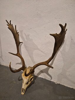 Trofej,parohy,zhody - 2